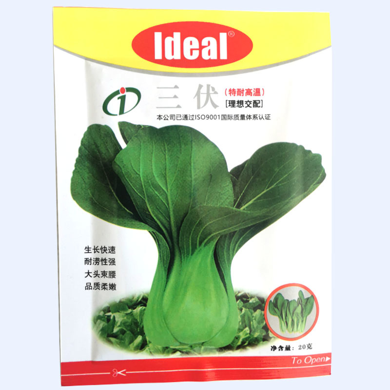 三伏青梗菜种子耐热生长速度快耐涝大头束腰基地种植