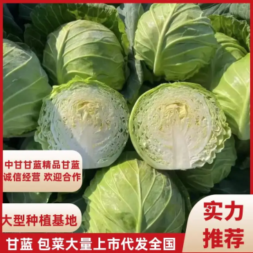 【精品】甘肃中甘甘蓝甘蓝圆包菜产地发货质量保证