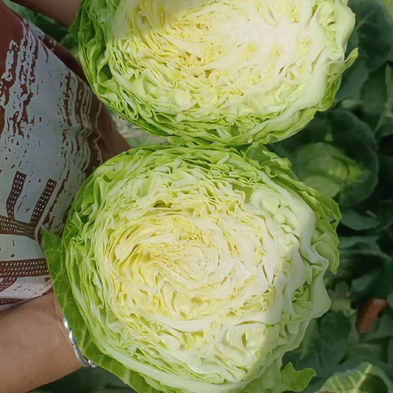 【精品】甘肃中甘甘蓝甘蓝圆包菜产地发货质量保证