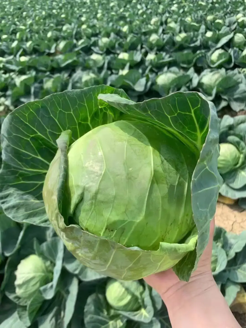 【精品】甘肃中甘甘蓝甘蓝圆包菜产地发货质量保证
