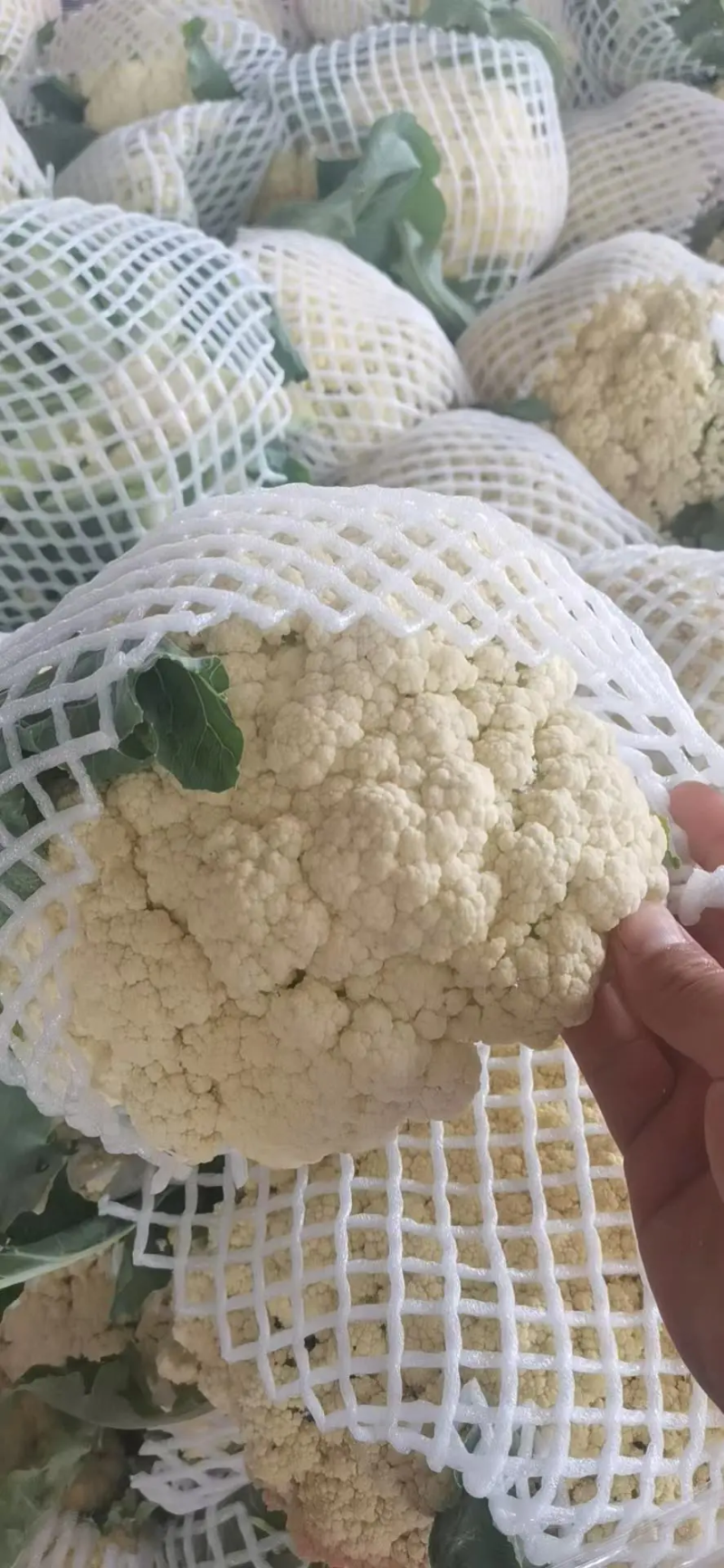 精品花菜有机花青梗白面精品商超**产地直销欢迎联系
