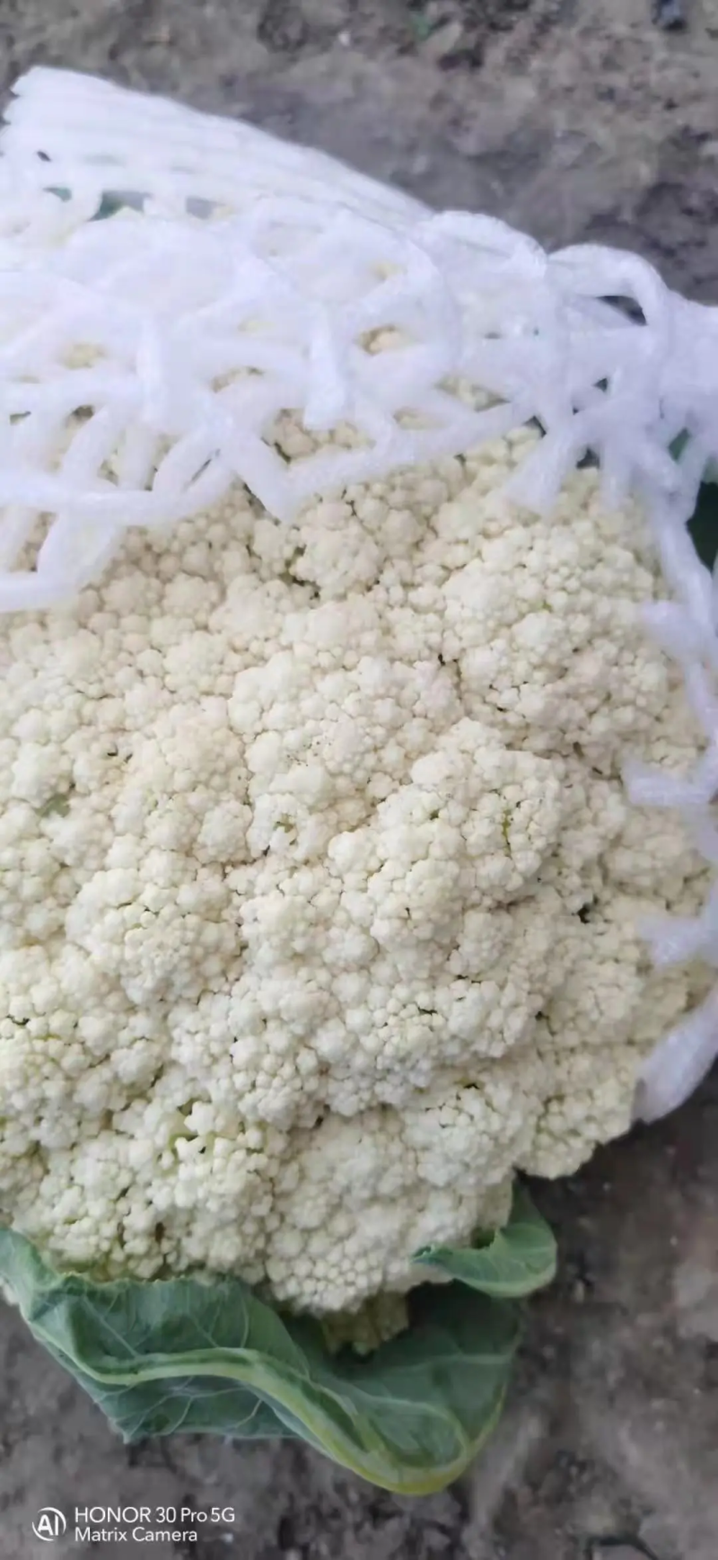 精品花菜有机花青梗白面精品商超**产地直销欢迎联系
