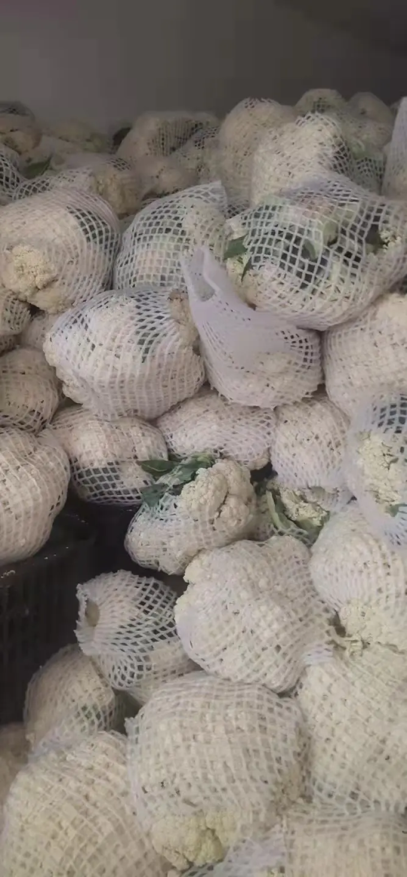 精品花菜有机花青梗白面精品商超**产地直销欢迎联系