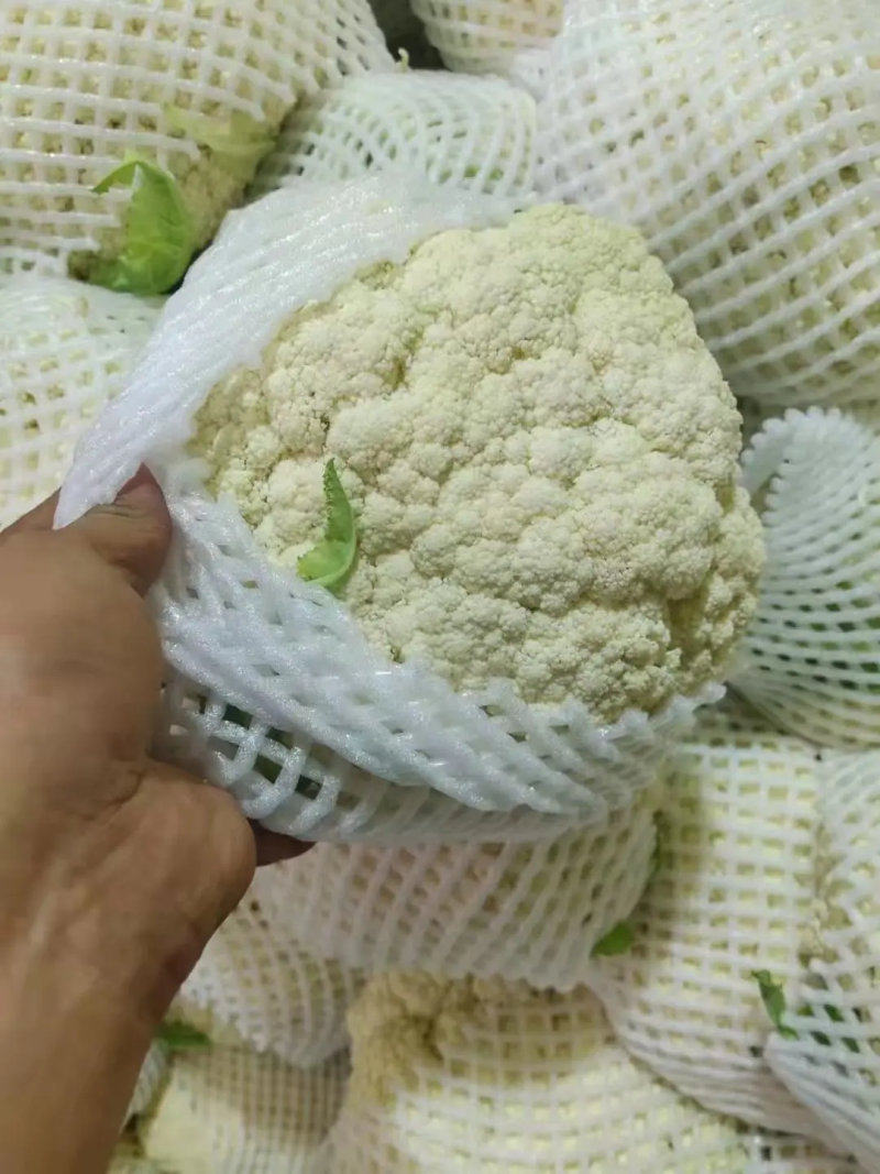 精品花菜有机花青梗白面精品商超**产地直销欢迎联系