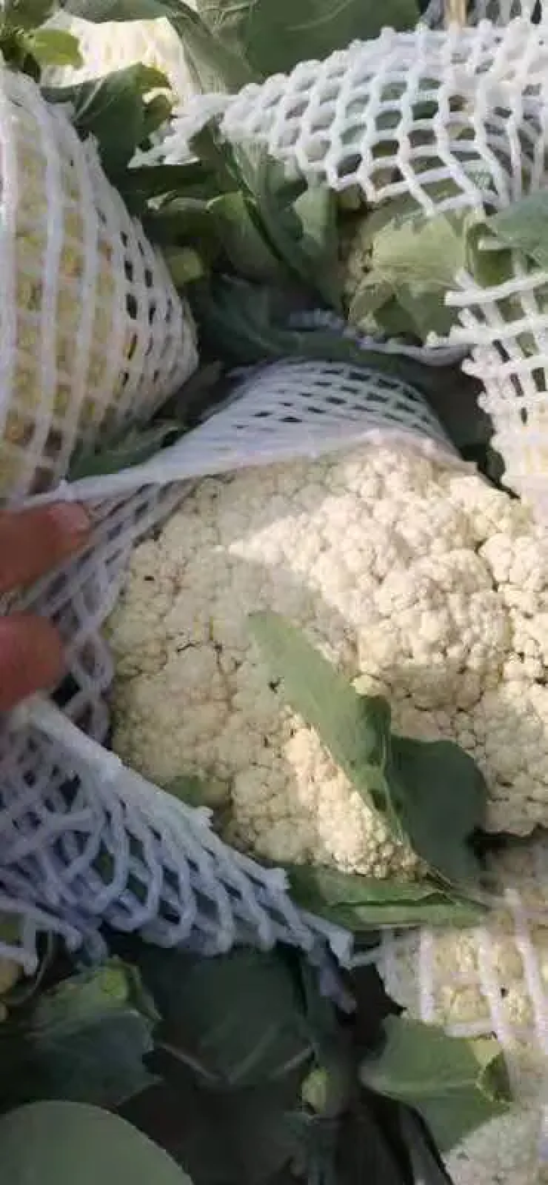 精品花菜有机花青梗白面精品商超**产地直销欢迎联系