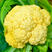 黄色花菜种子金色花菜种子春秋稀有特色金黄色花菜种子