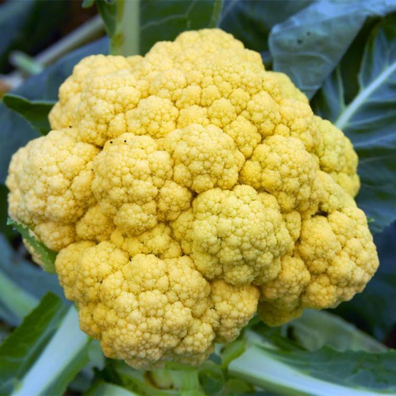 黄色花菜种子金色花菜种子春秋稀有特色金黄色花菜种子
