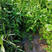 豆瓣菜种子西洋菜特菜种子多年生水培蔬菜水芥菜野菜秋