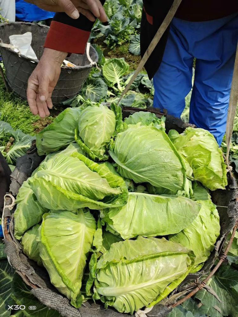 牛心甘蓝种子耐热鸡心甘蓝牛心莲花产量高整齐一致