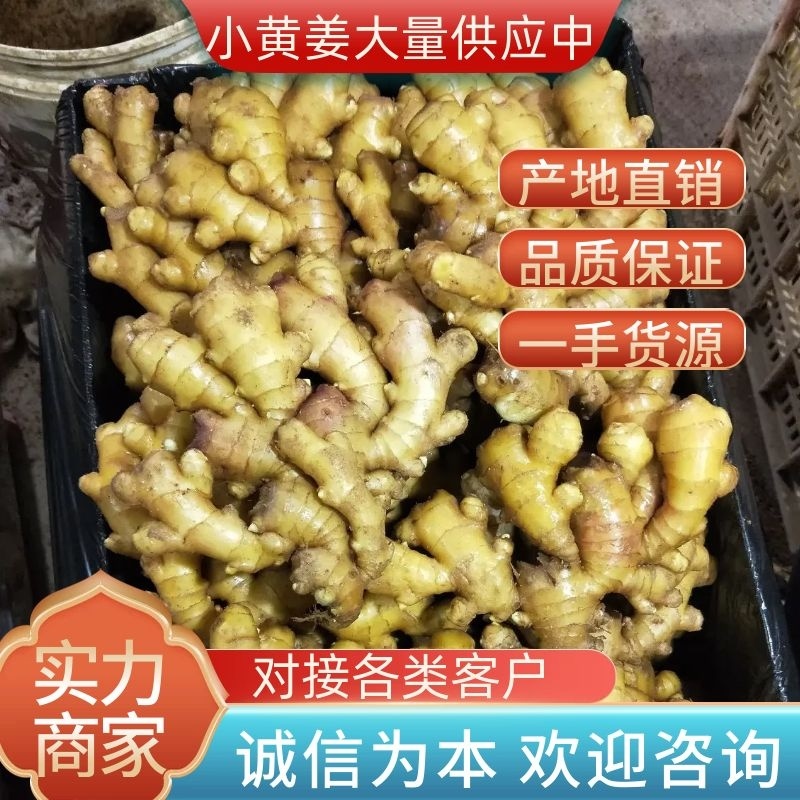 小黄姜大量供应中货源充足价格便宜支持全国发货一件代发