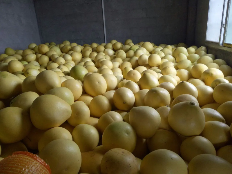 红肉蜜柚红心柚平和蜜柚产地直销大量上市代发全国