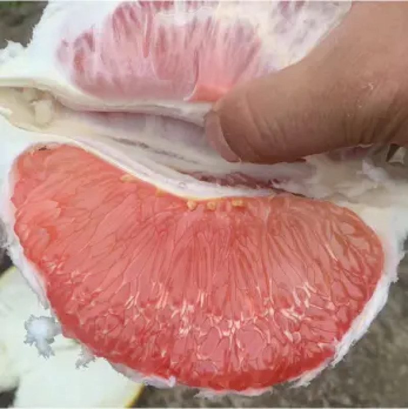 红肉蜜柚红心柚平和蜜柚产地直销大量上市代发全国