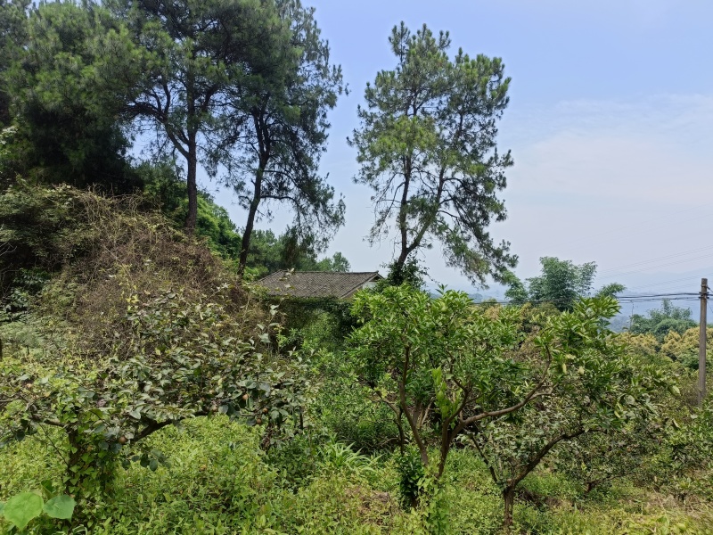 重庆北碚200多平农家小院6000一年，修建的还是很好，
