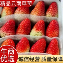 【好货】精品云南草莓产地直供口感好甜度高保质保量