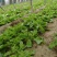 冰菜种子台湾进口早熟非洲冰草抗病强四季种植新籽