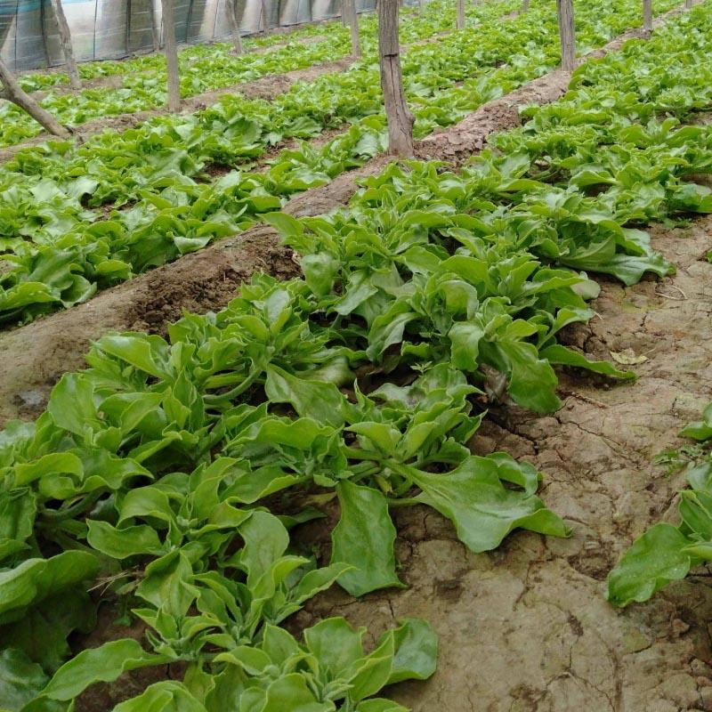 冰菜种子台湾进口早熟非洲冰草抗病强四季种植新籽