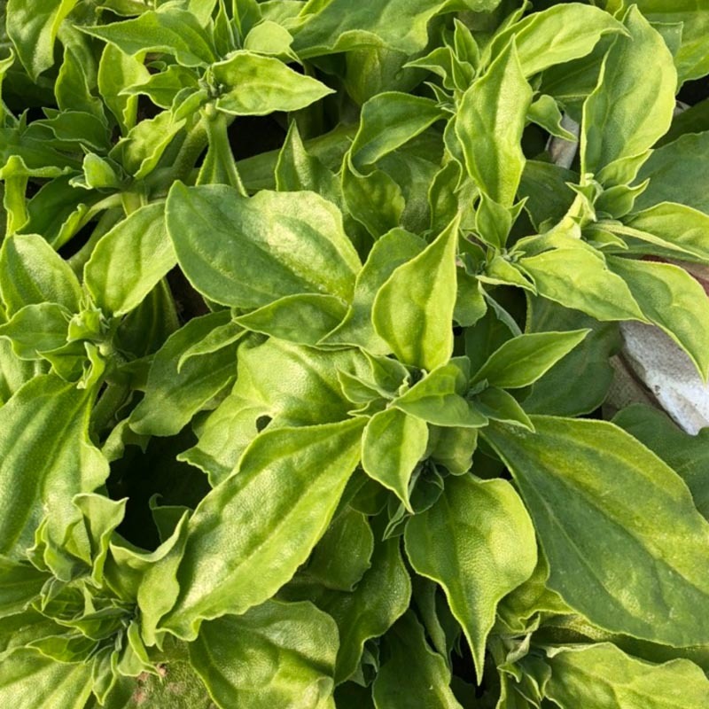 冰菜种子台湾进口早熟非洲冰草抗病强四季种植新籽