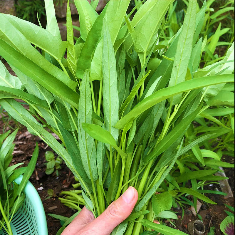 空心菜种子白梗柳叶通心菜多茬蓊蕹菜四季蔬菜种子