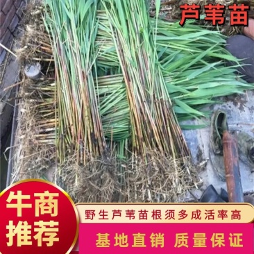 白洋淀野生芦苇苗，根须多，成活率高，质量有保证。