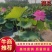 盆栽荷花、每袋3颗种苗、荷花苗、精品荷花盆栽、