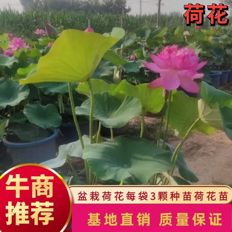 盆栽荷花、每袋3颗种苗、荷花苗、精品荷花盆栽、