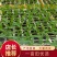 甜脆玉米苗成活率高抗病性强下单即发欢迎采购