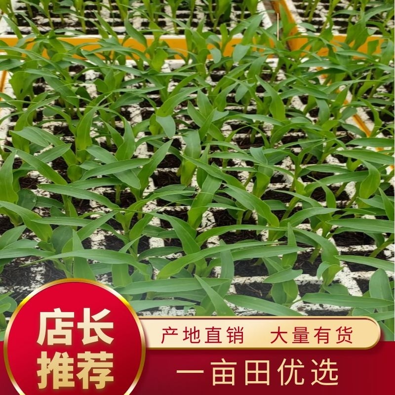 甜脆玉米苗成活率高抗病性强下单即发欢迎采购