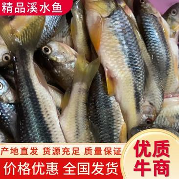【热卖】溪水鱼、石斑鱼，马口鱼、棍子鱼、天天有货！