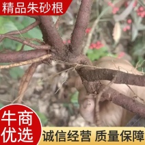 朱砂根新鲜无泥、野生药材、大量有货、保证质量