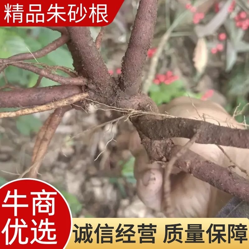 朱砂根新鲜无泥、野生药材、大量有货、保证质量