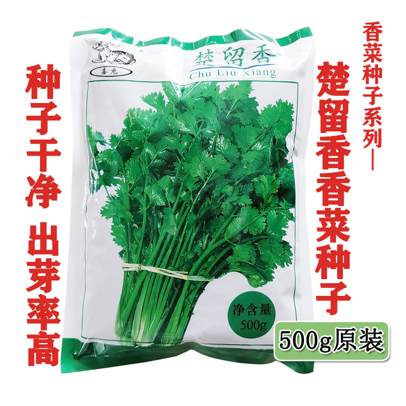 楚留香香菜种子欧洲进口新型改良香菜种子高产四季大叶耐热