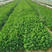 楚留香香菜种子欧洲进口新型改良香菜种子高产四季大叶耐热