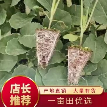甘蓝苗抗病性强产量高基地直供量大优惠欢迎采购