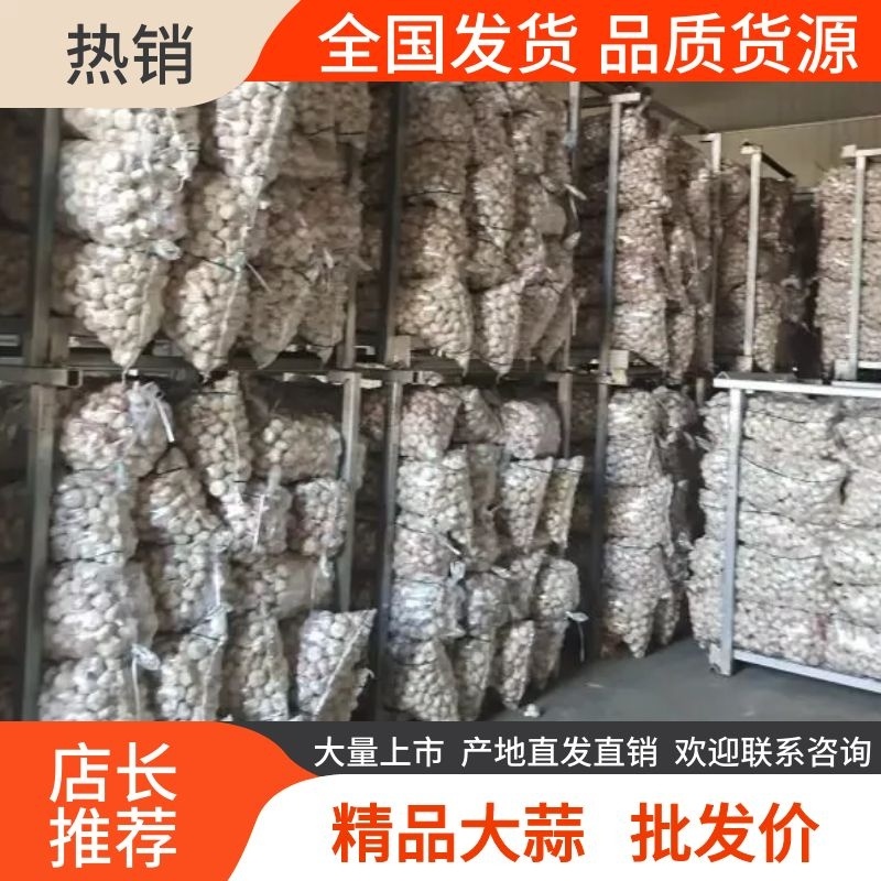 【精选】精品大蒜江苏精品干蒜一手货源质优价优欢迎咨询