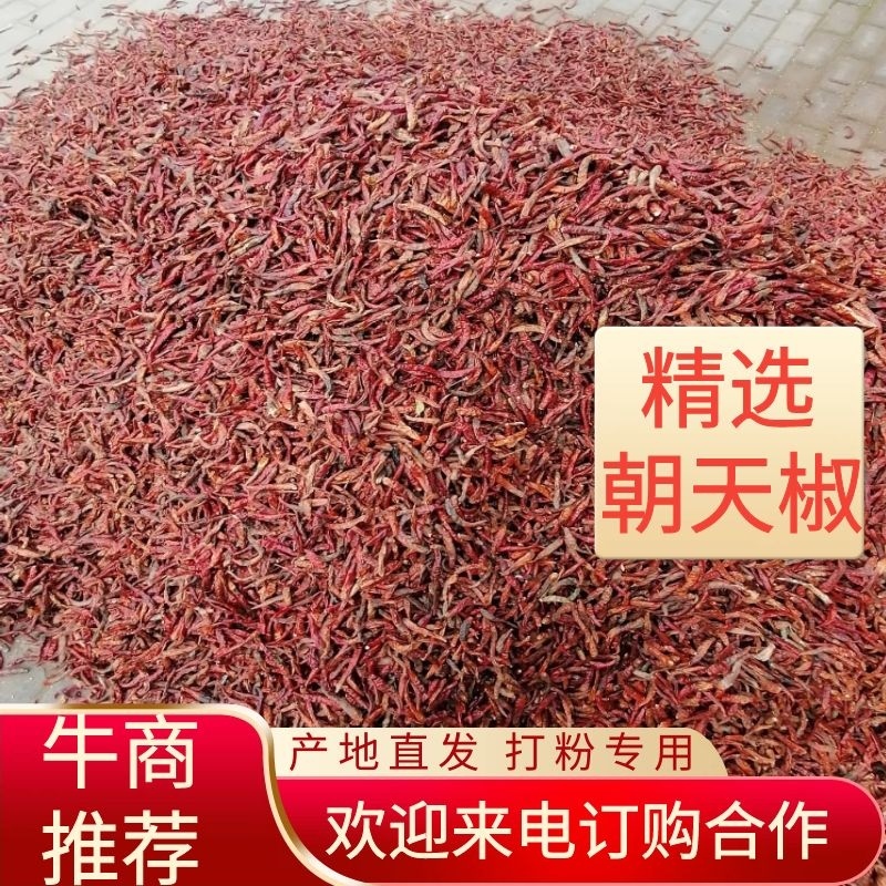 【精选】花皮干辣椒高辣干辣椒朝天椒打粉用产地直发欢迎来电