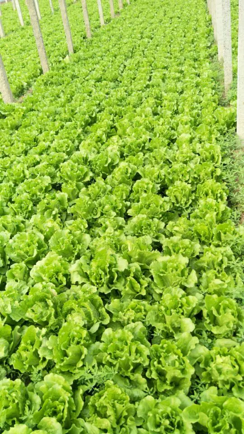 【精品生菜】意大利生菜，产地直发，质量保证，欢迎联系