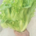 【精品生菜】意大利生菜，产地直发，质量保证，欢迎联系