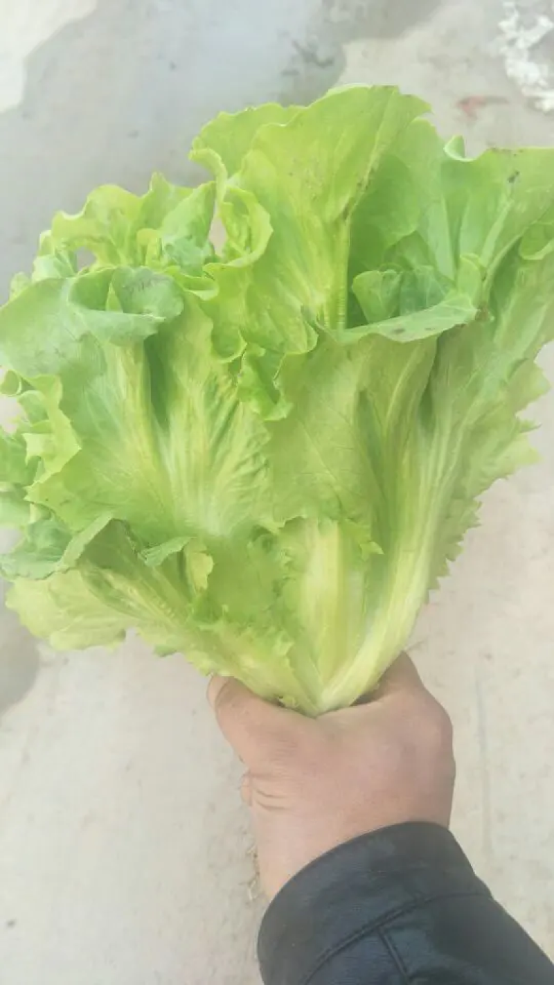 【精品生菜】意大利生菜，产地直发，质量保证，欢迎联系