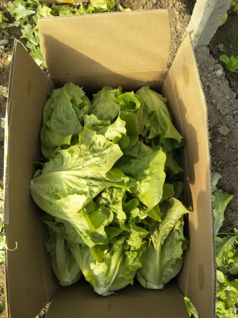 【精品生菜】意大利生菜，产地直发，质量保证，欢迎联系