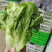 【精品生菜】意大利生菜，产地直发，质量保证，欢迎联系