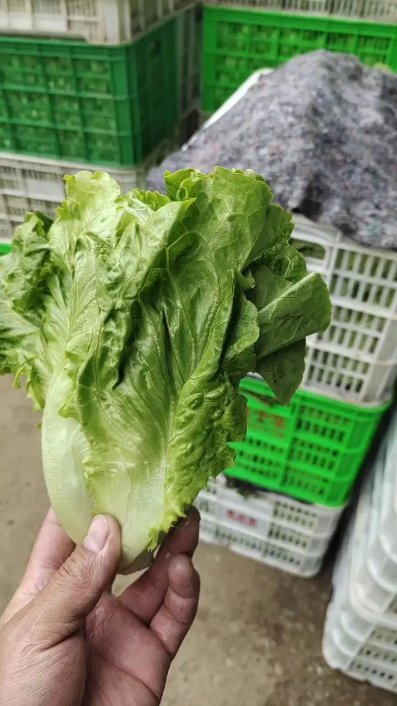【精品生菜】意大利生菜，产地直发，质量保证，欢迎联系