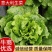 【精品生菜】意大利生菜，产地直发，质量保证，欢迎联系