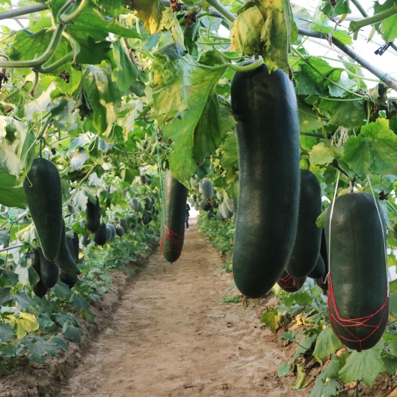 广东黑皮大冬瓜种子南方种植粉皮冬瓜春夏秋季播台农一号冬瓜
