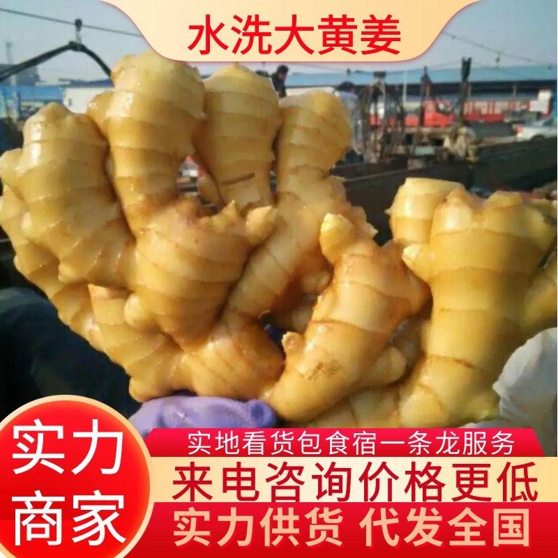 生姜山东大黄姜产地直供全国发货品质保证，推荐姜味辛辣