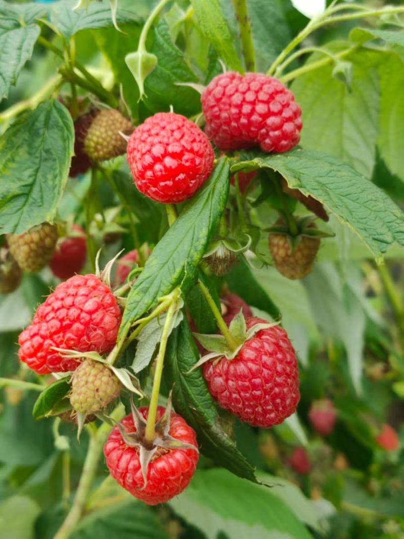 【精品推荐】优质树莓苗双季红树莓苗当年栽苗当年挂果产量高