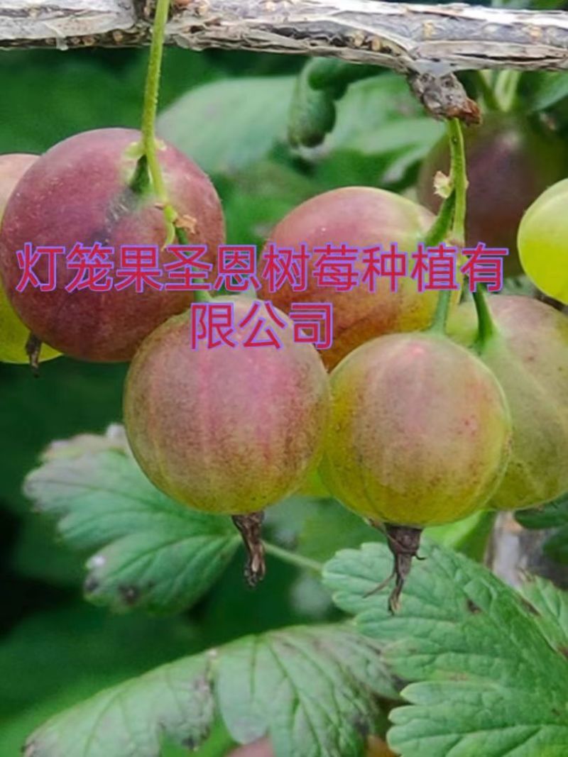 【基地直发】精品加拿大1号灯笼果苗常年批发高产特大果实价低