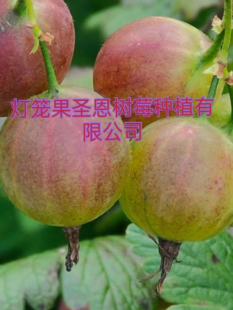 【基地直发】精品加拿大1号灯笼果苗常年批发高产特大果实价低