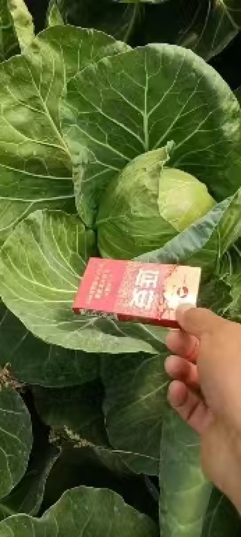 甘蓝1~2公斤，精品好货，产地直供，欢迎选购