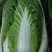圆包菜无虫眼无黄叶，商超品质，一手货源