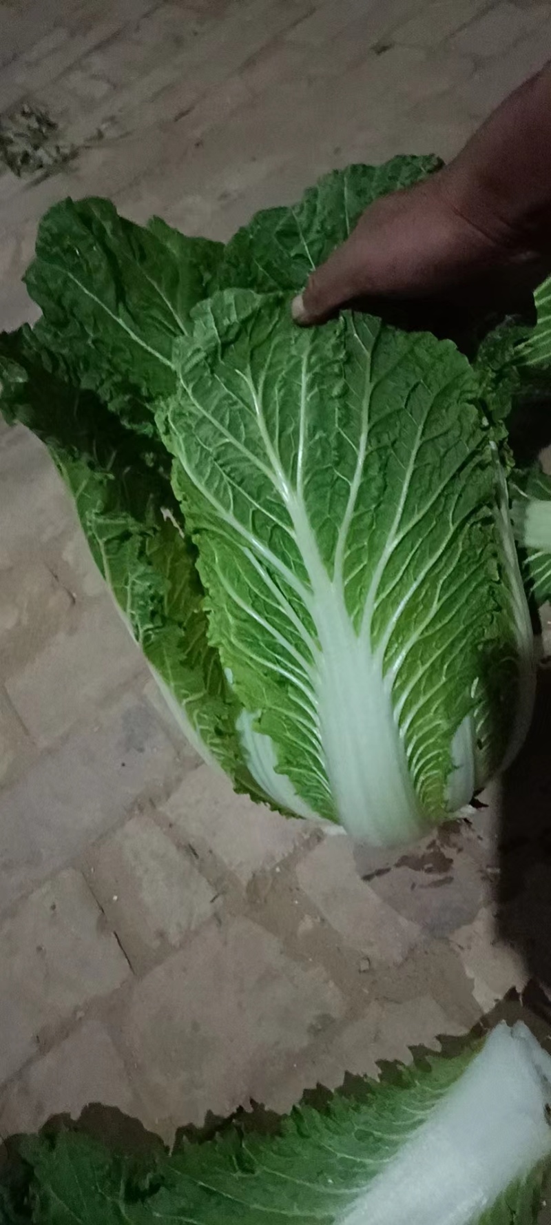 圆包菜无虫眼无黄叶，商超品质，一手货源